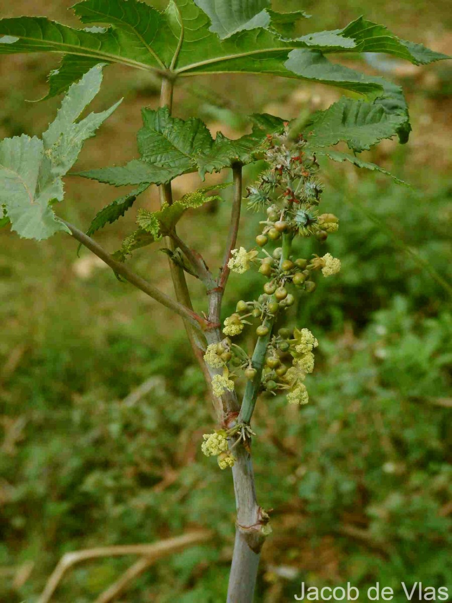 Ricinus communis L.